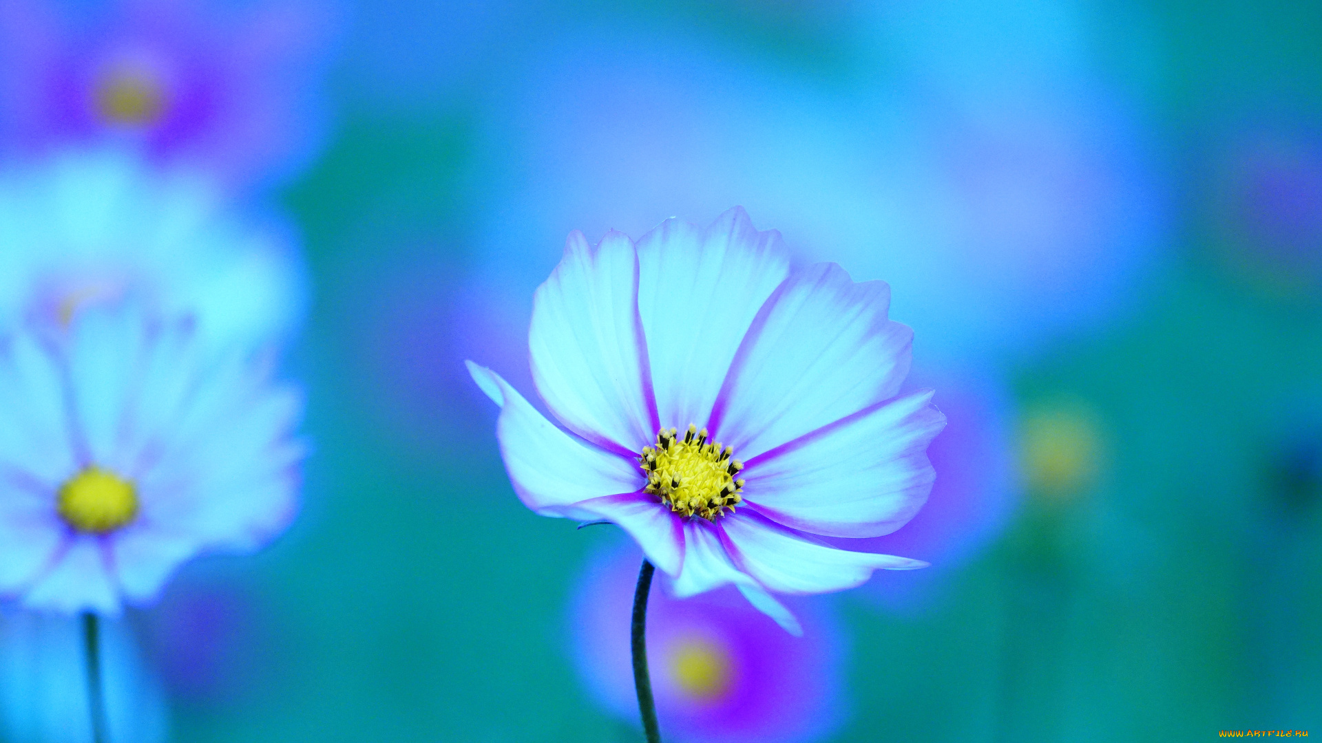 цветы, космея, цветок