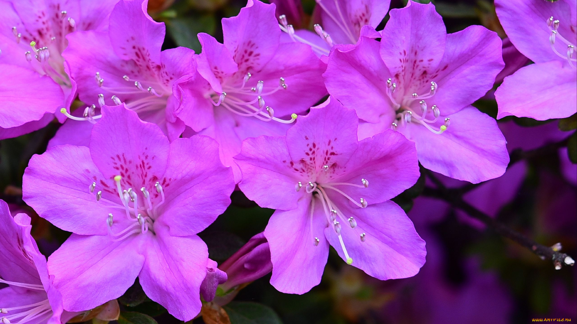 цветы, рододендроны, , азалии, ветка, розовые
