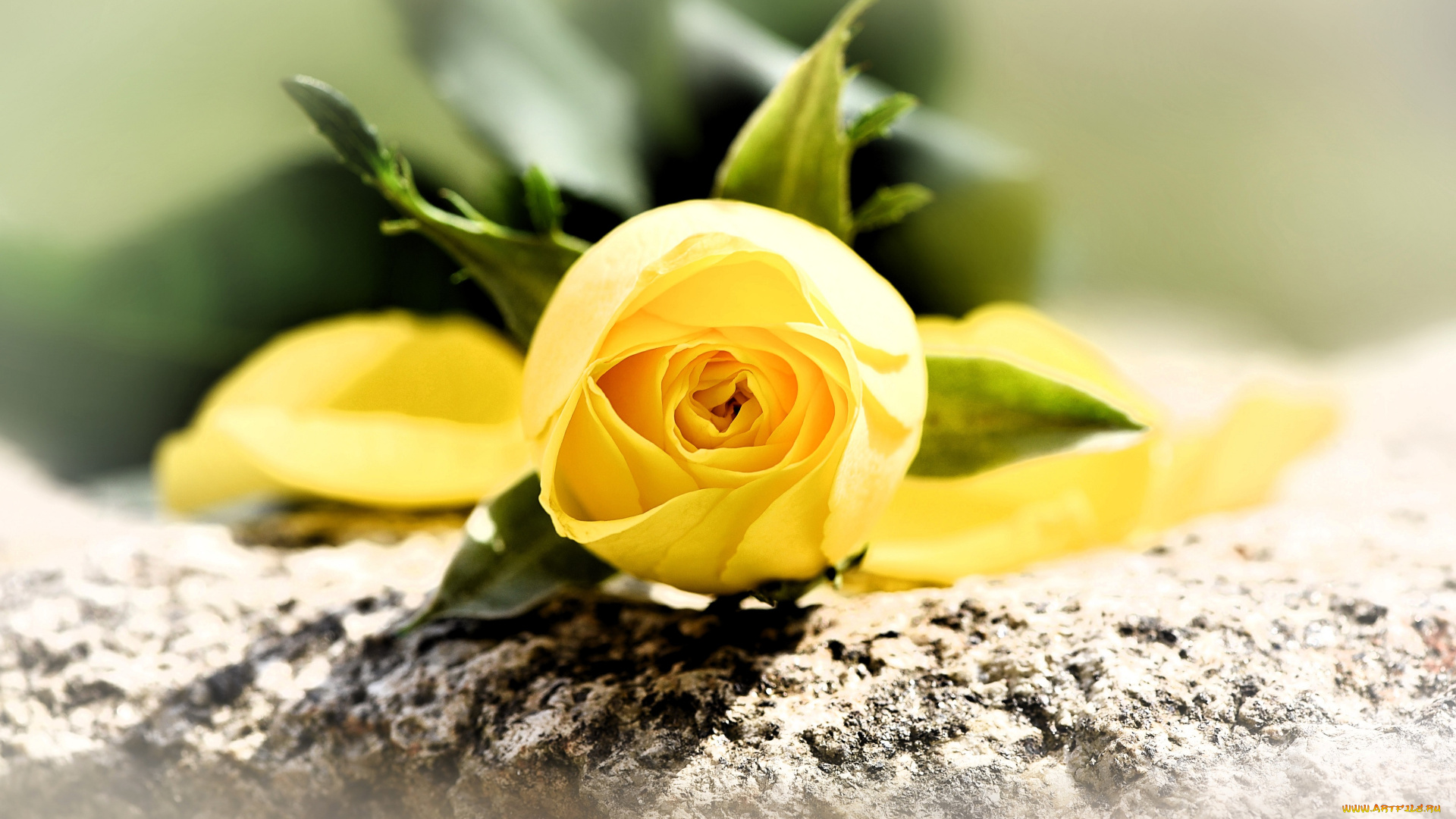 цветы, розы, цветок, роза, желтая