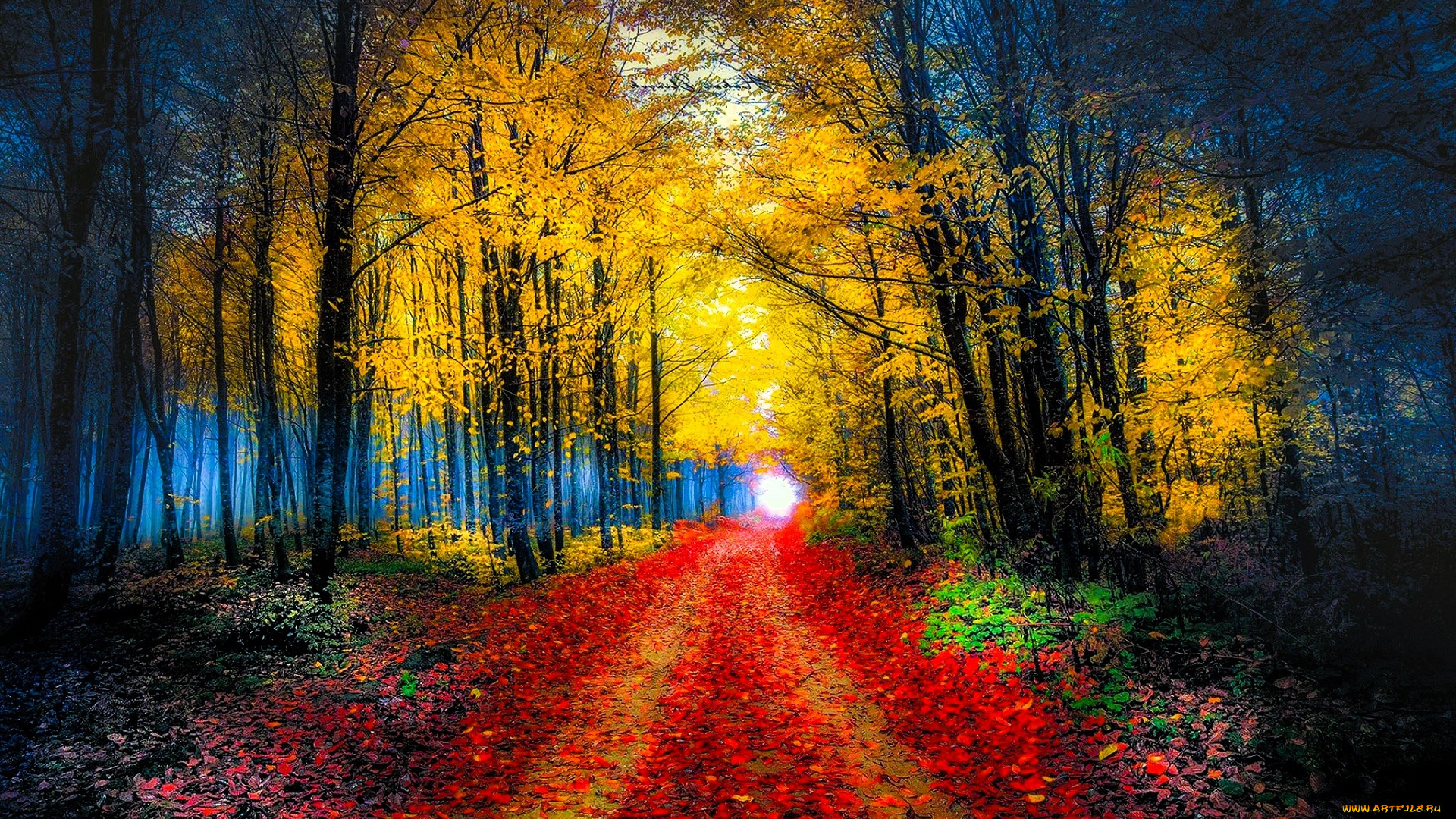 природа, лес, осень, листья, дорога