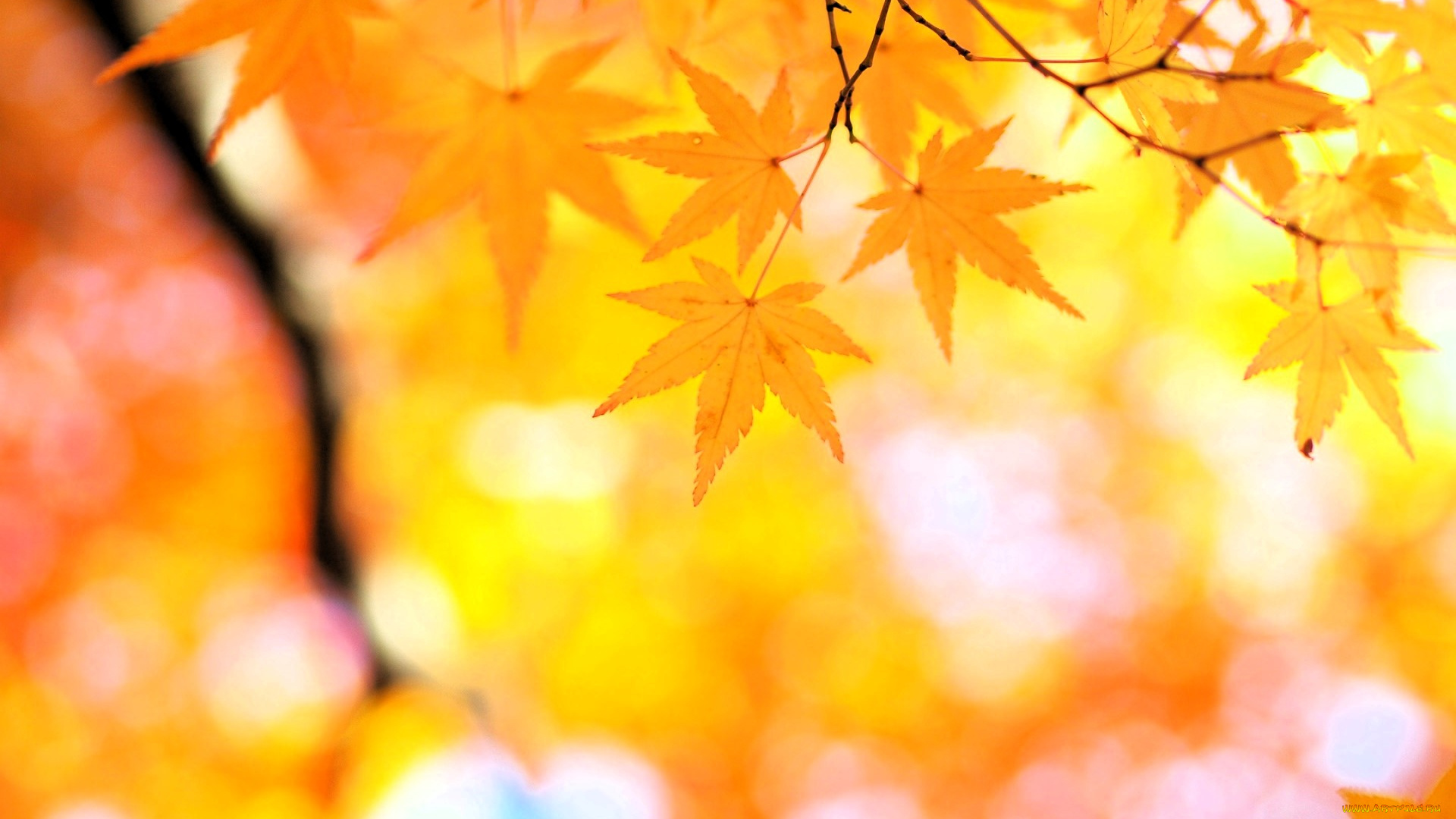 природа, листья, дерево, клен, ветки, осень