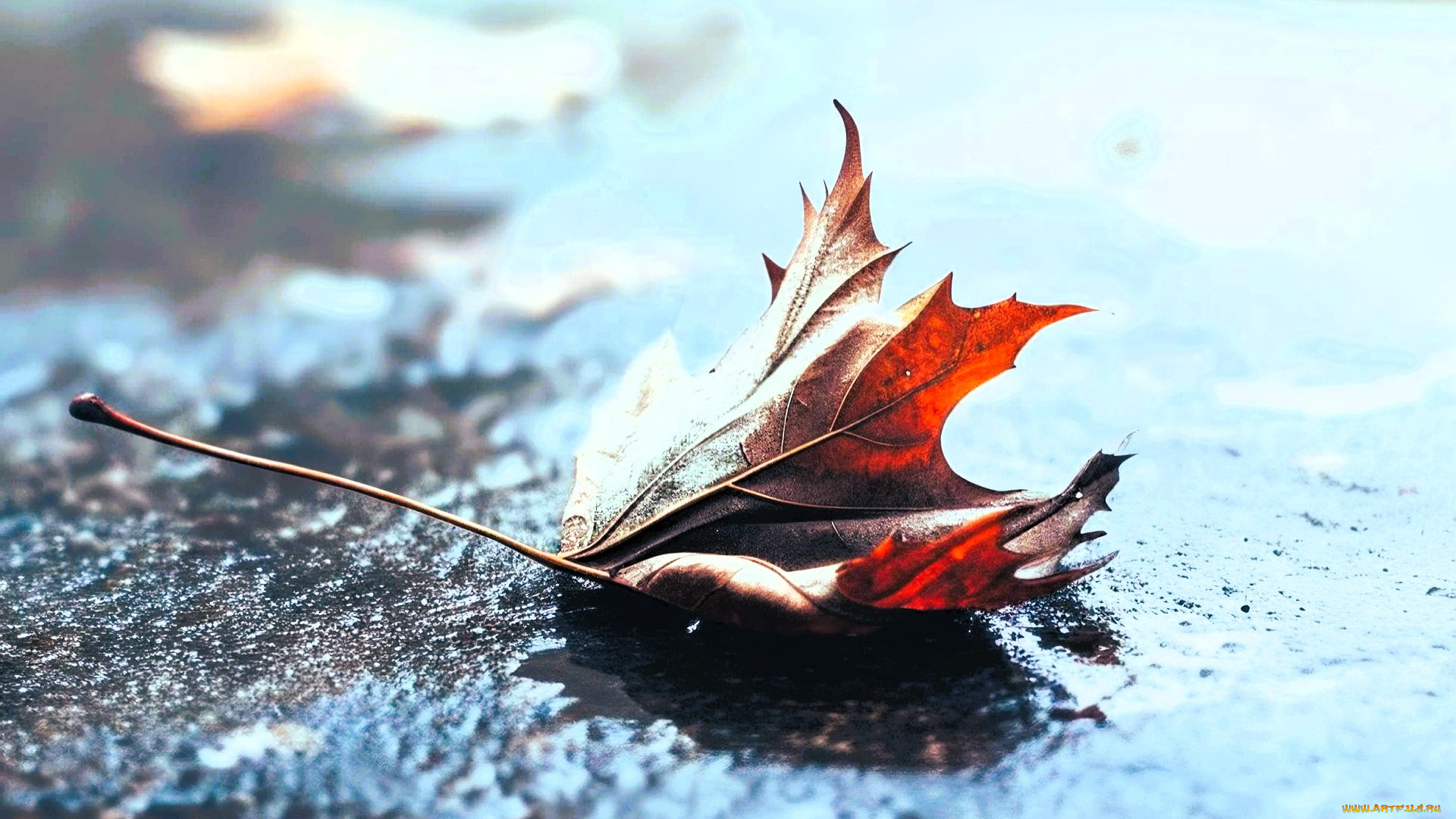 природа, листья, лист, осень, асфальт