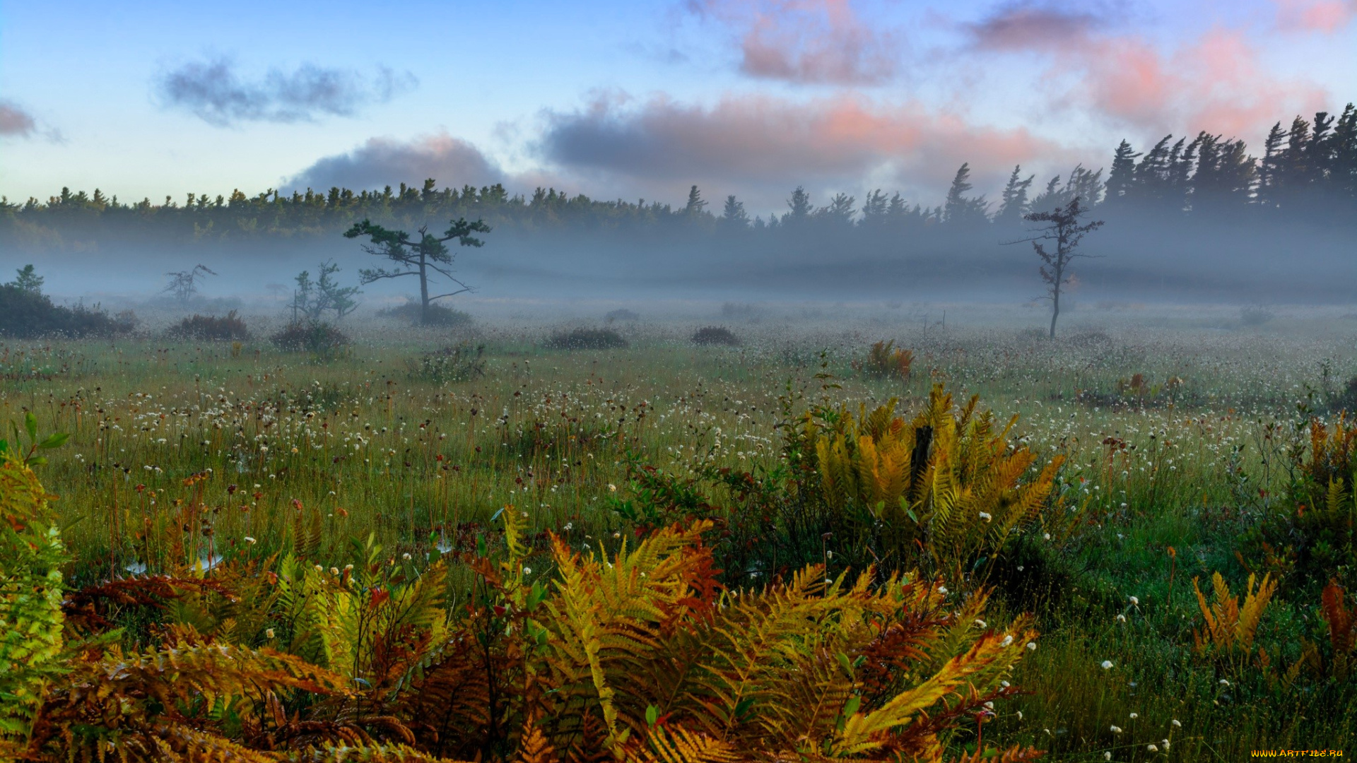природа, луга, облака, лес, туман, луг, папоротник