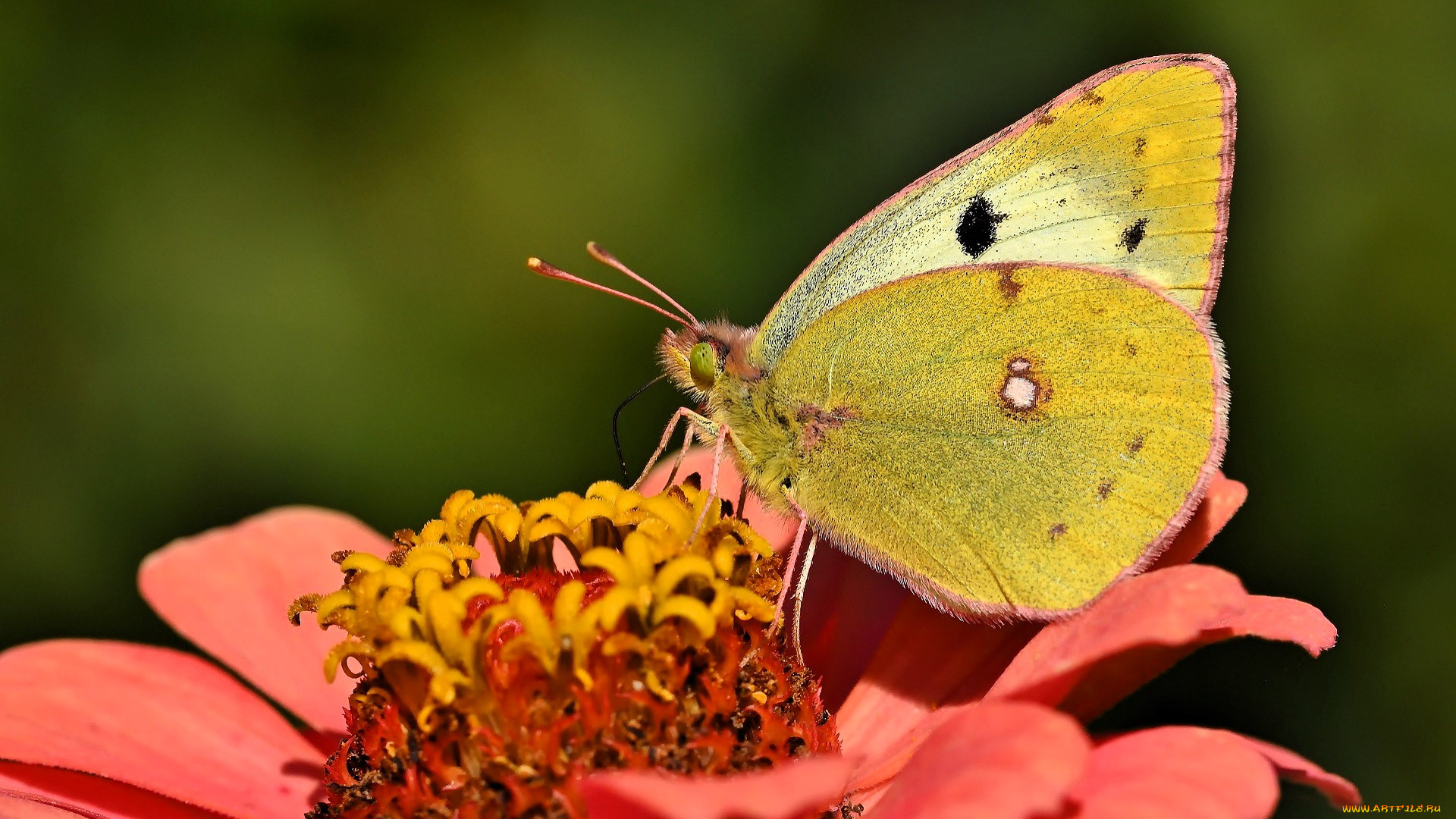 животные, бабочки, , мотыльки, , моли, бабочка, цветок, цинния