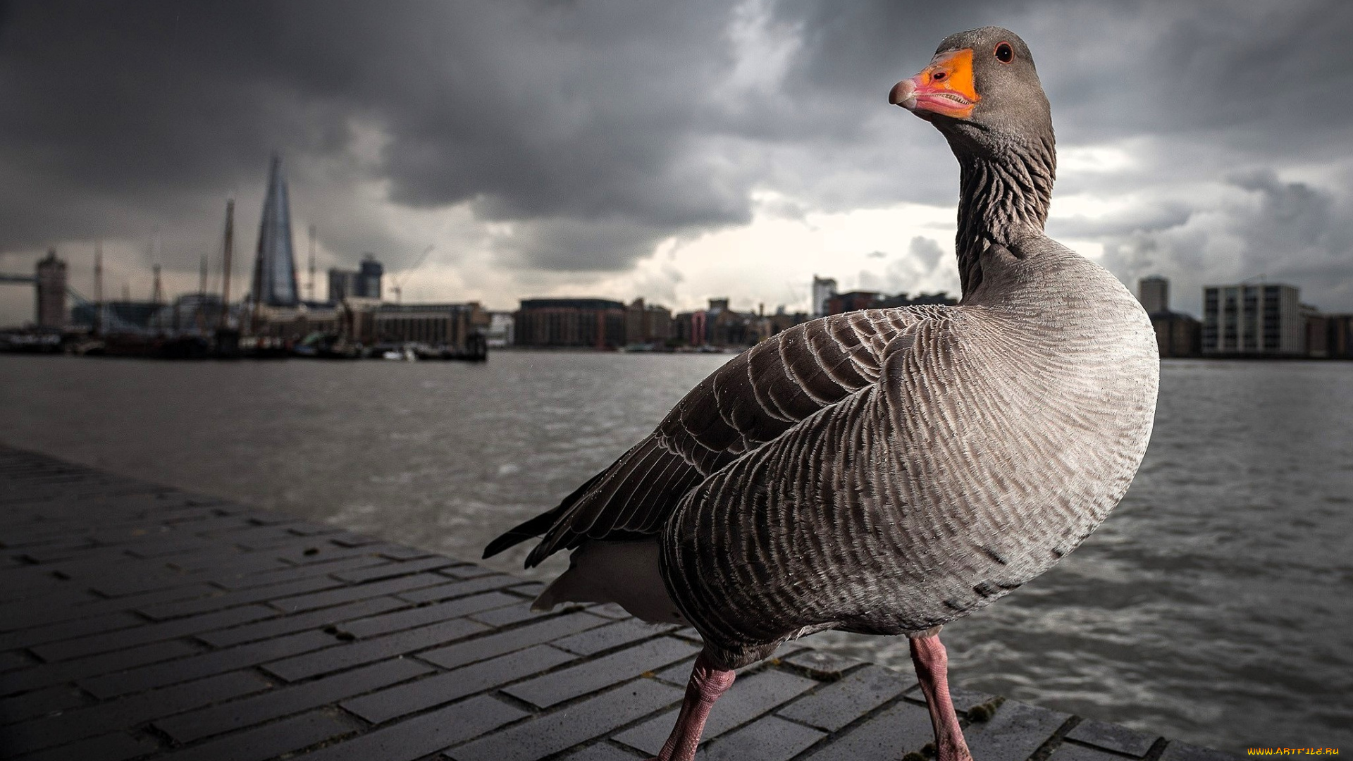 животные, гуси, гусь, набережная, река, город, тучи
