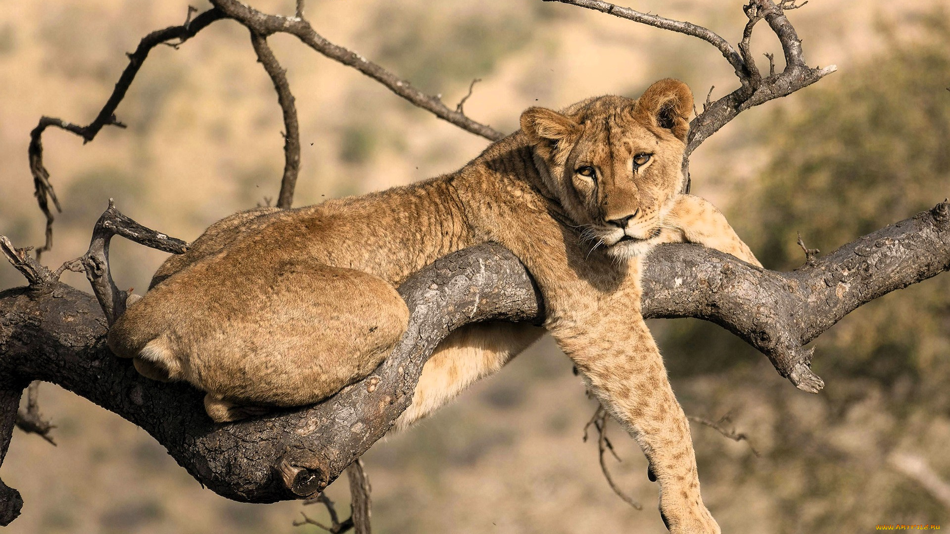 животные, львы, львица, дерево, ветки