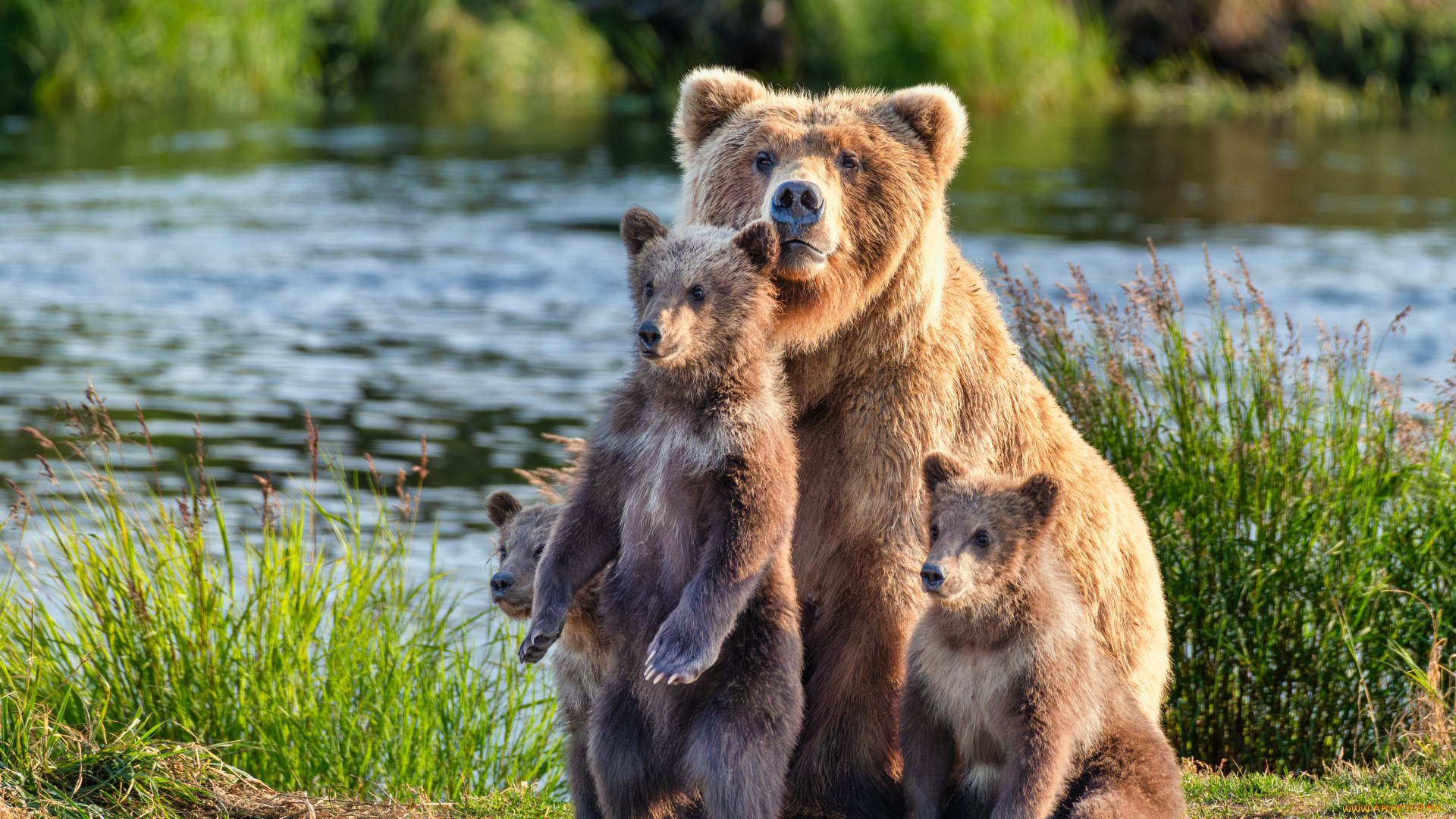 животные, медведи, медведица, медвежата