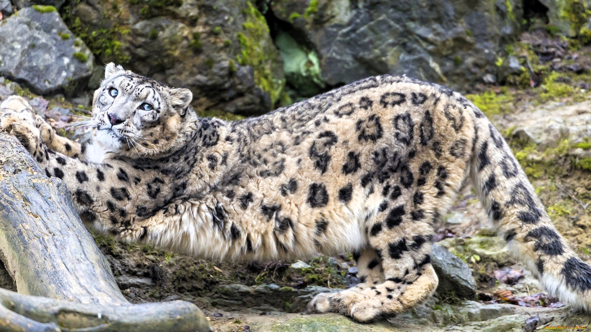 животные, снежный, барс, , ирбис, барс, камни, бревно