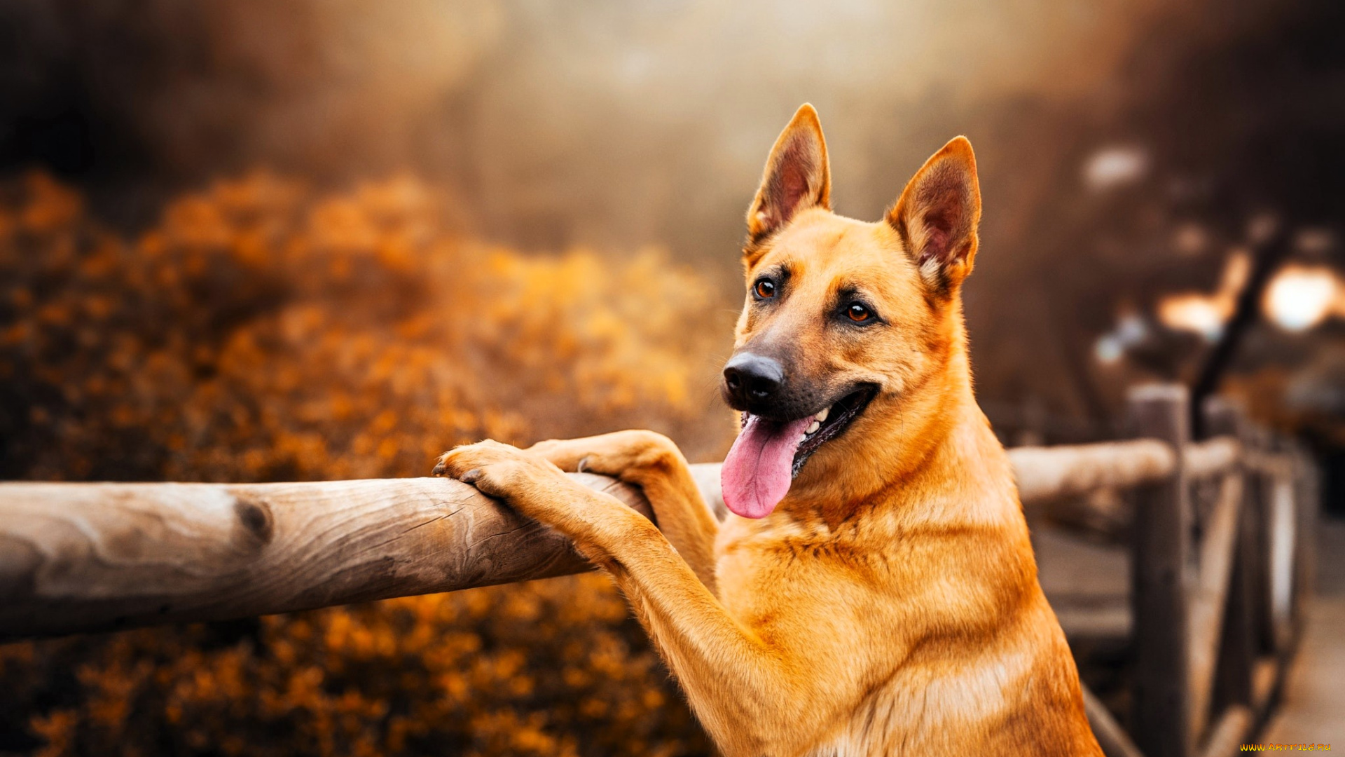 животные, собаки, собака, овчарка, рыжая, забор, кусты