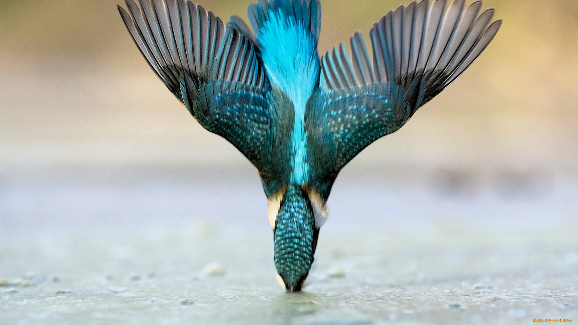 животные, зимородки, зимородок, вода, нырок