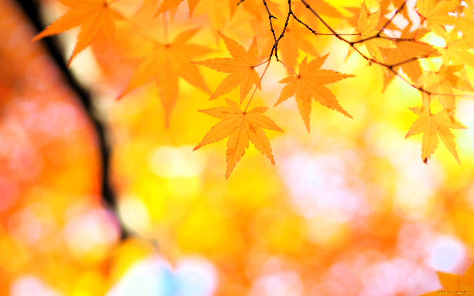 природа, листья, дерево, клен, ветки, осень