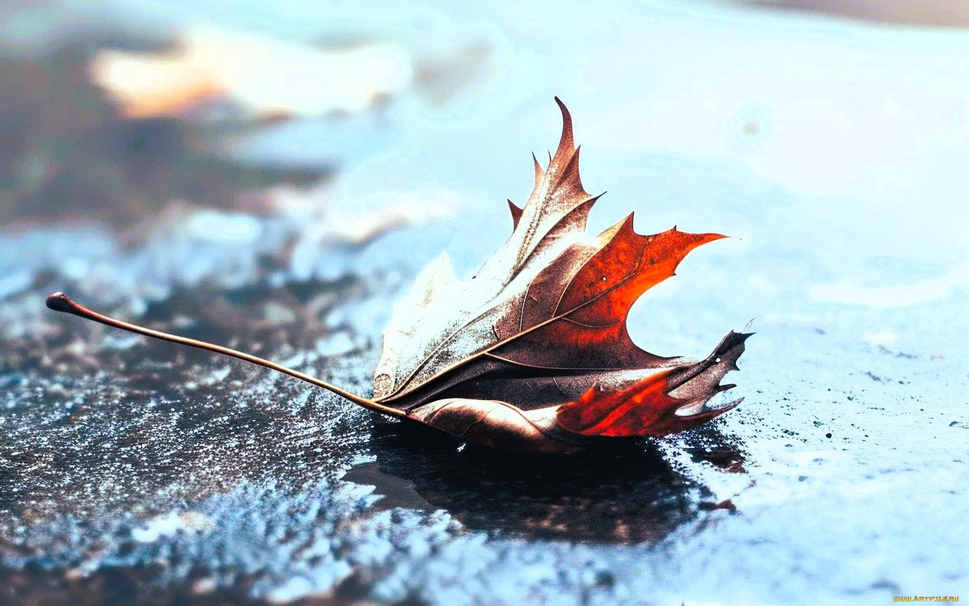 природа, листья, лист, осень, асфальт