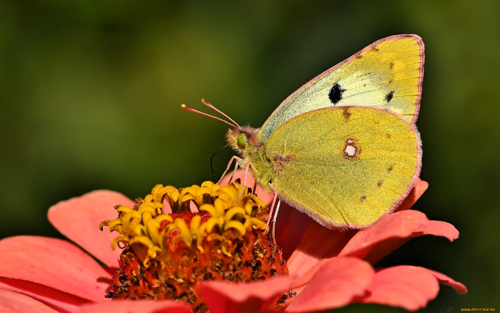 животные, бабочки, , мотыльки, , моли, бабочка, цветок, цинния
