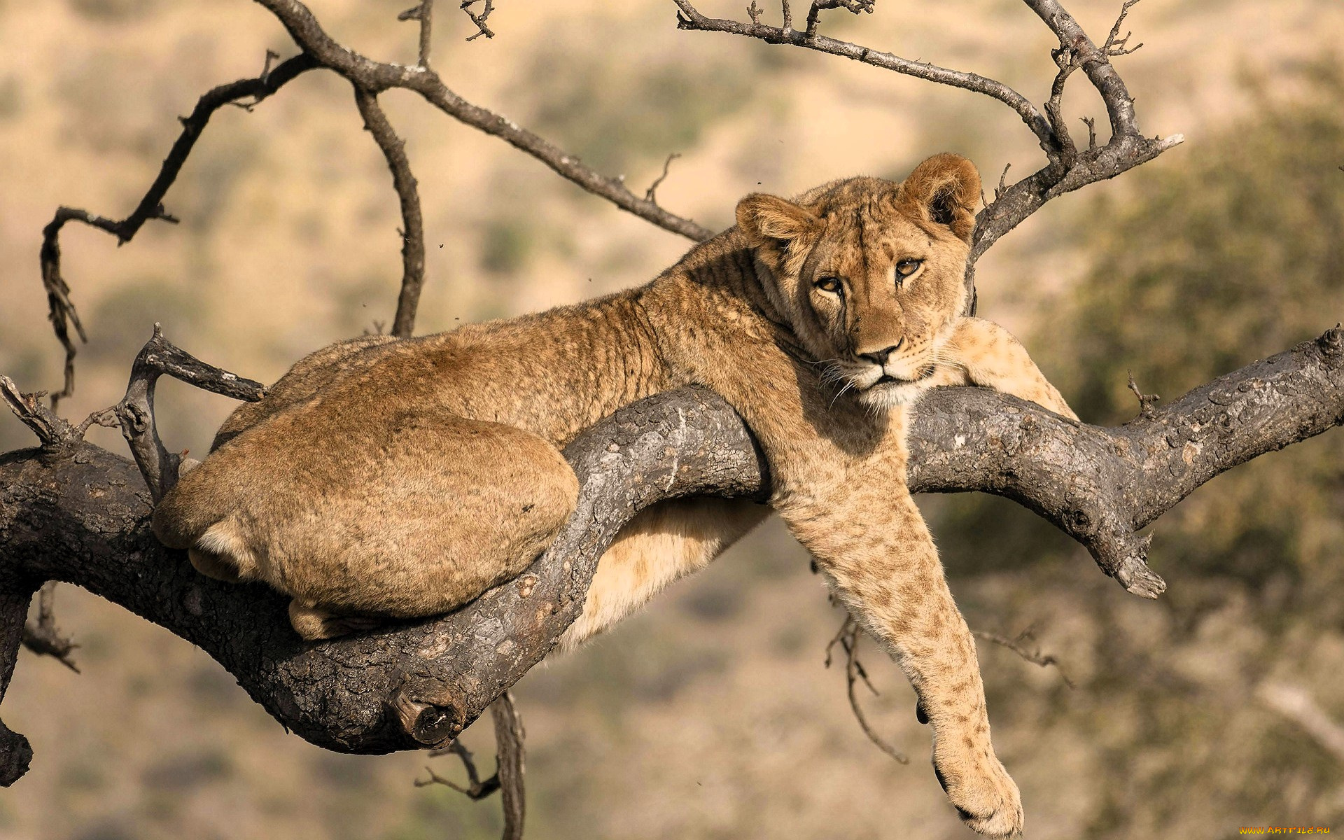 животные, львы, львица, дерево, ветки
