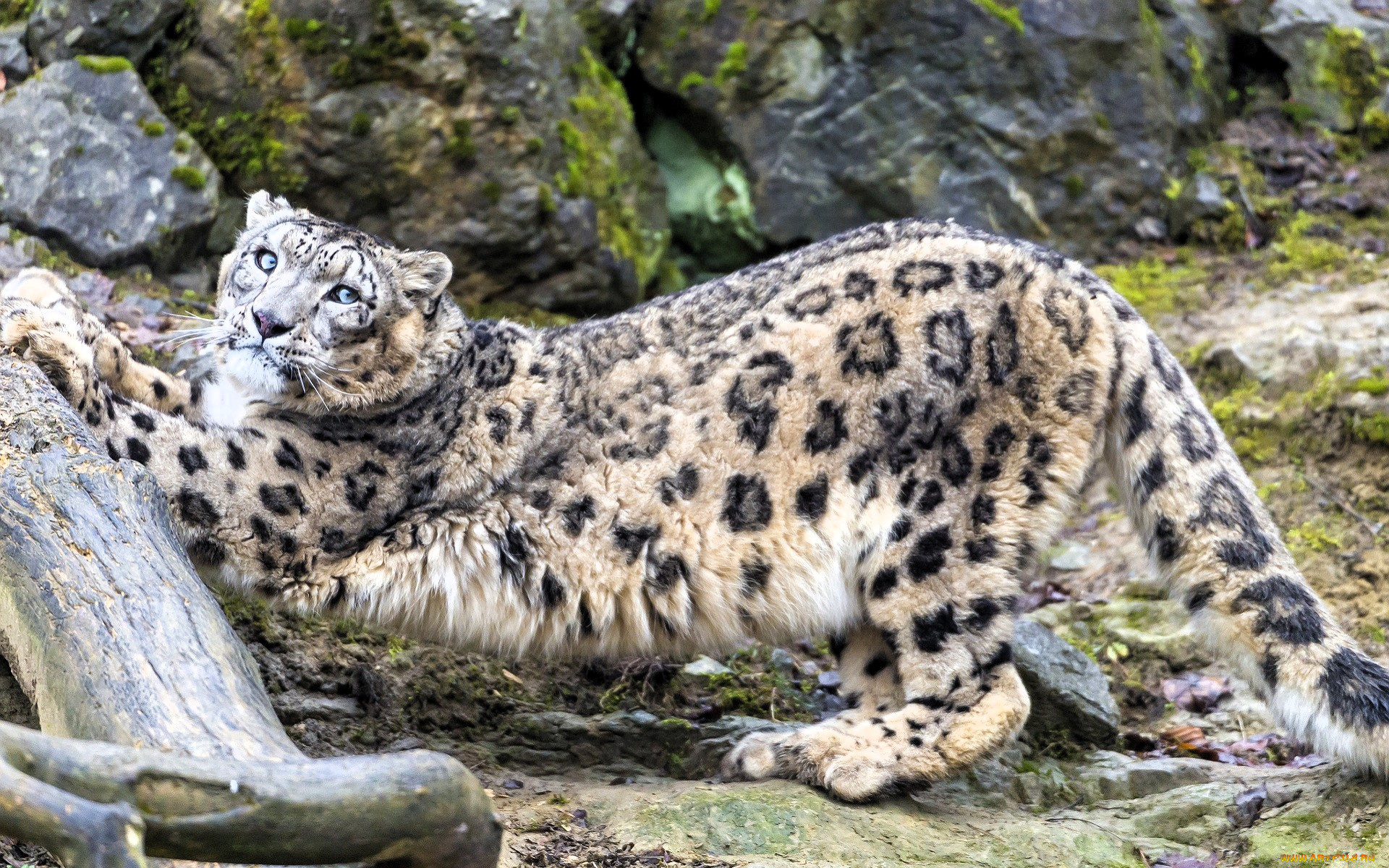 животные, снежный, барс, , ирбис, барс, камни, бревно