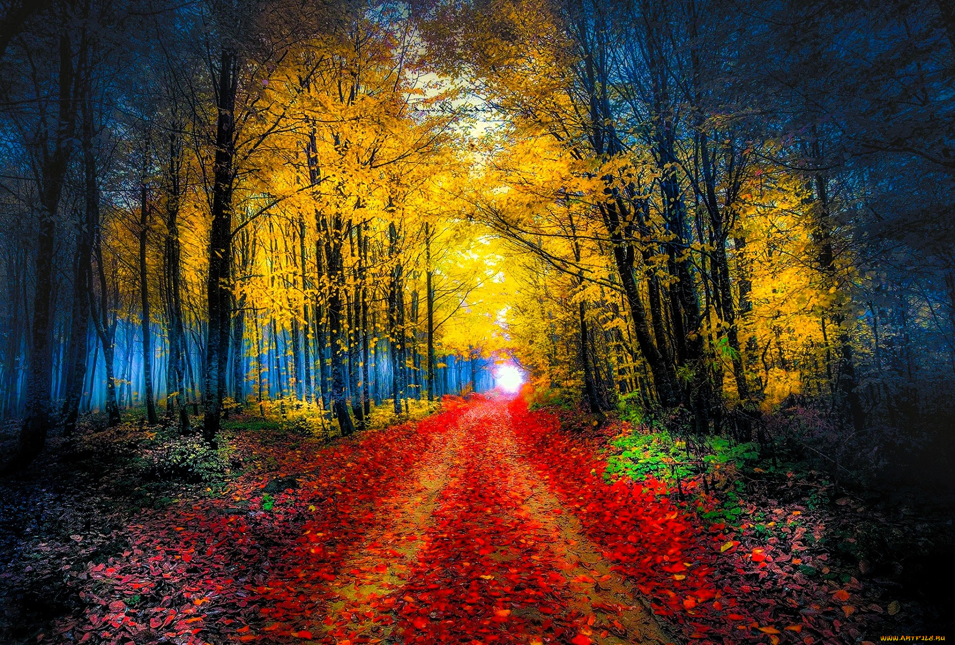 природа, лес, осень, листья, дорога