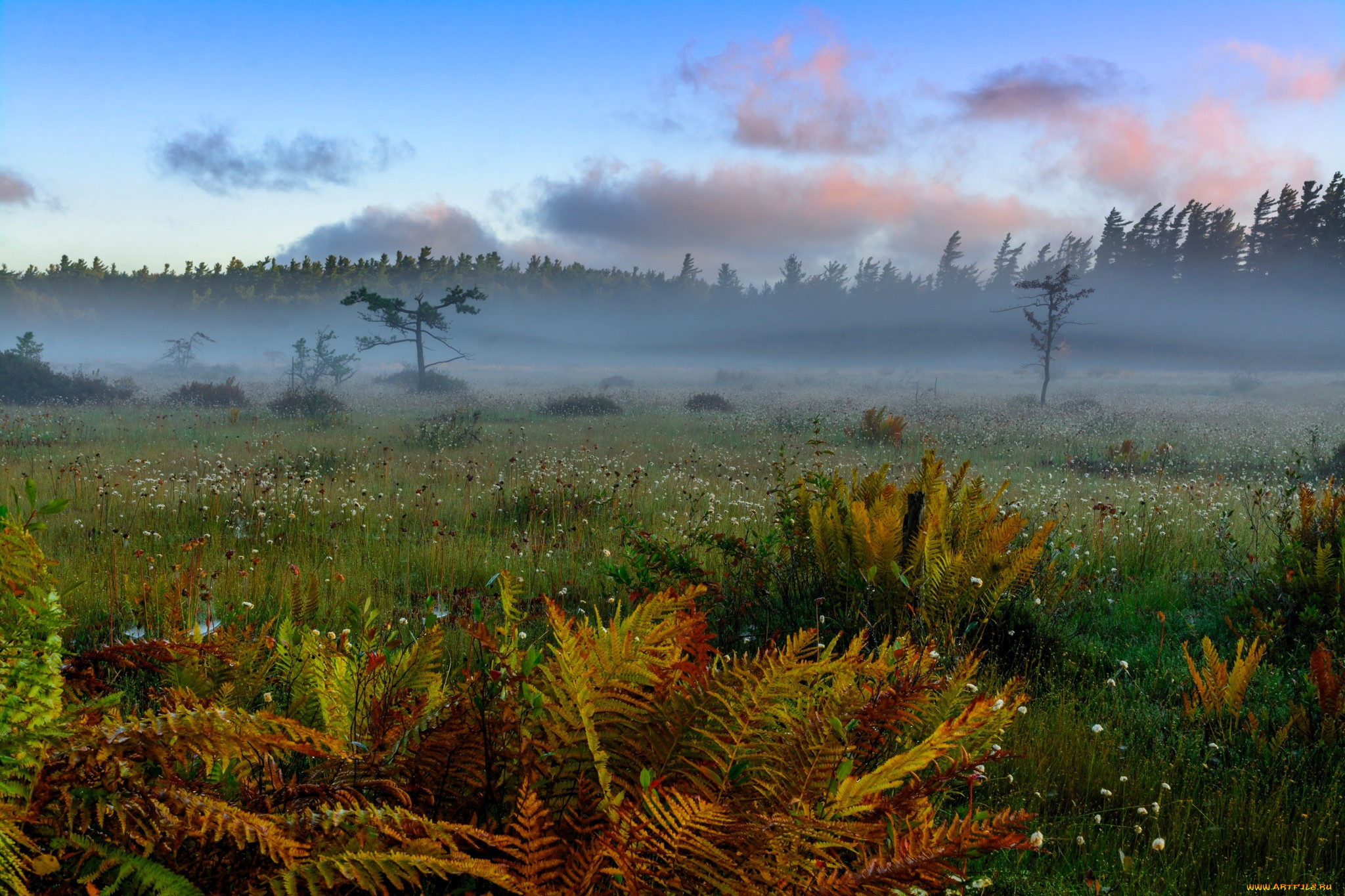 природа, луга, облака, лес, туман, луг, папоротник