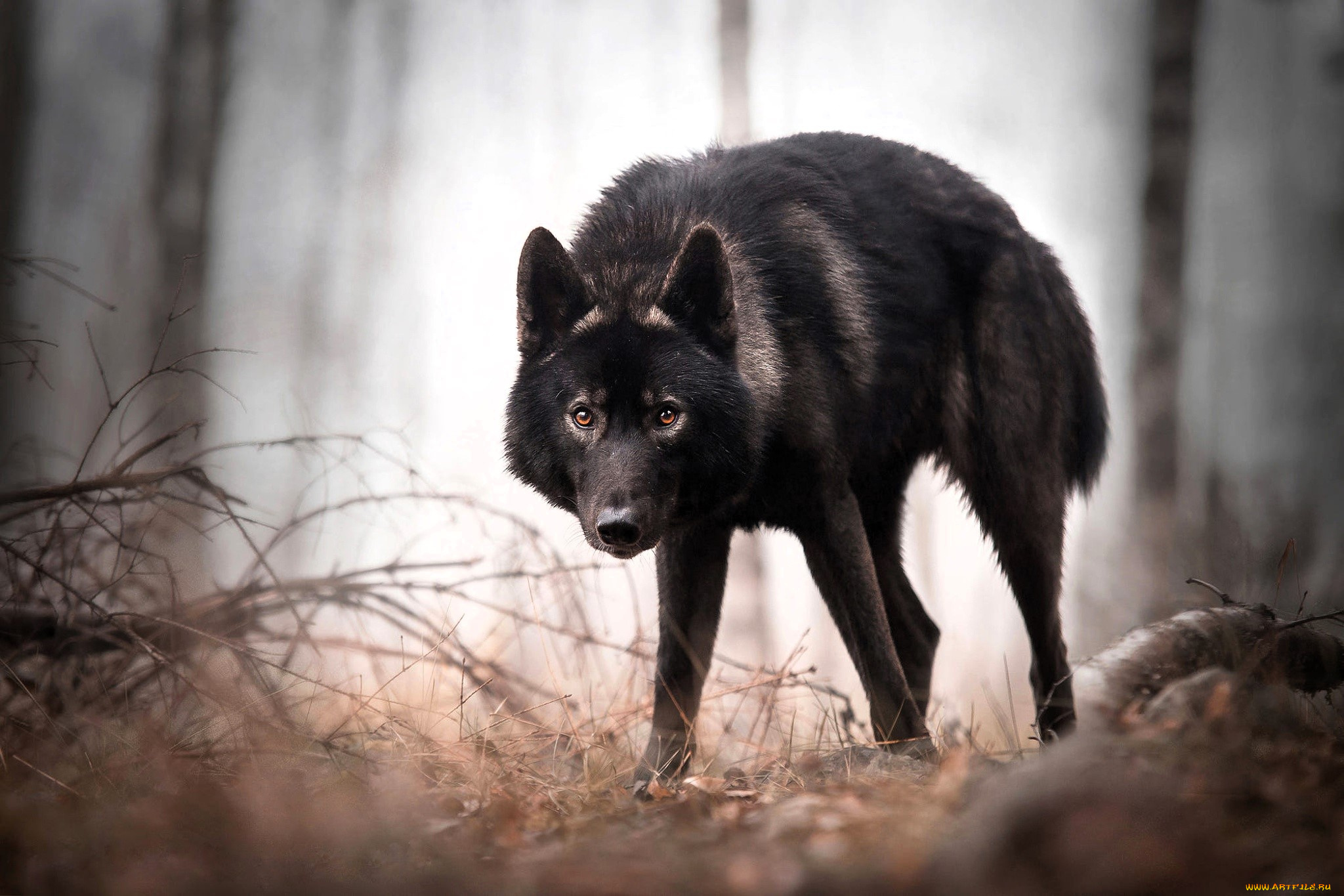 животные, волки, , койоты, , шакалы, волк, черный, лес, хворост, осень