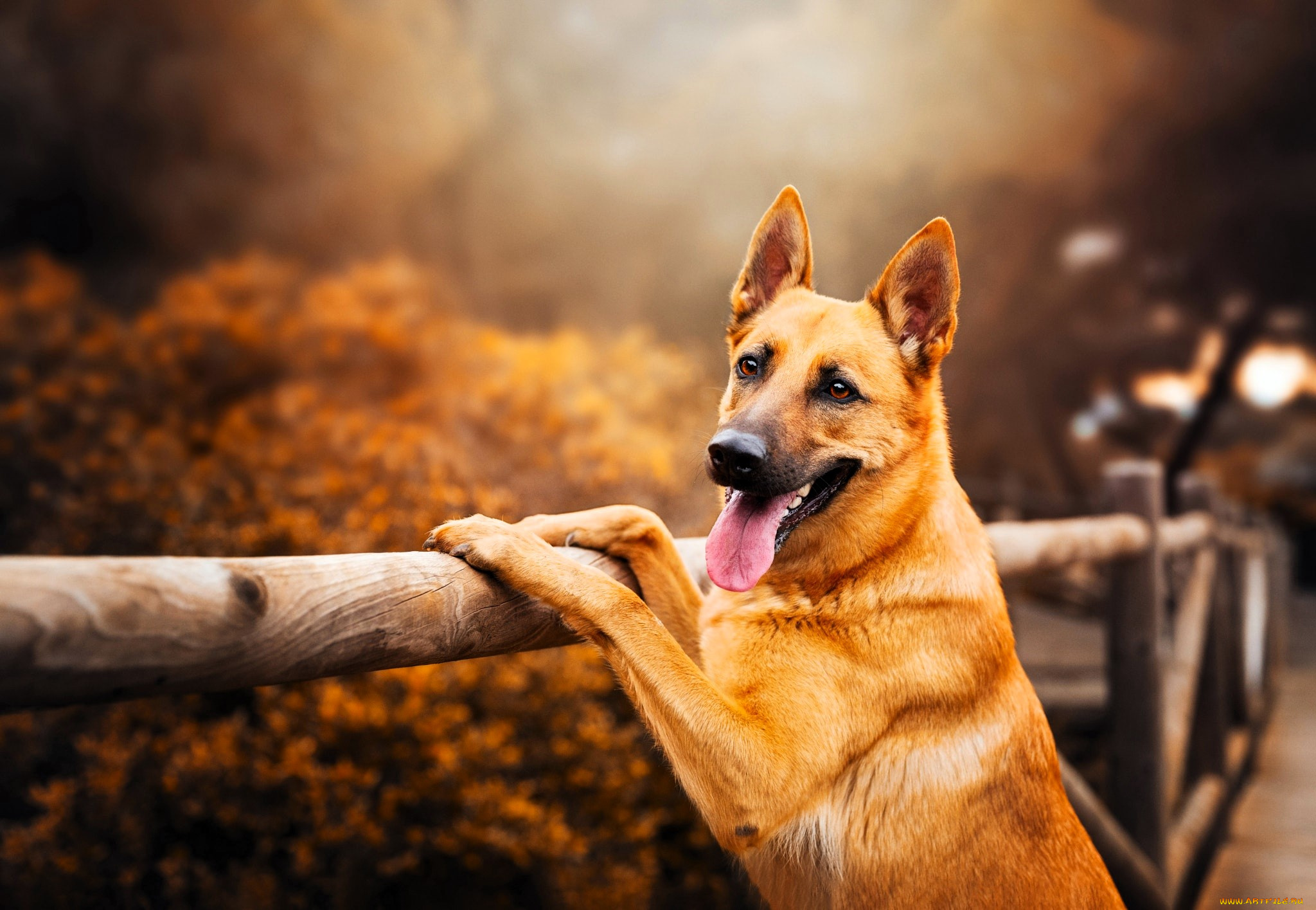 животные, собаки, собака, овчарка, рыжая, забор, кусты