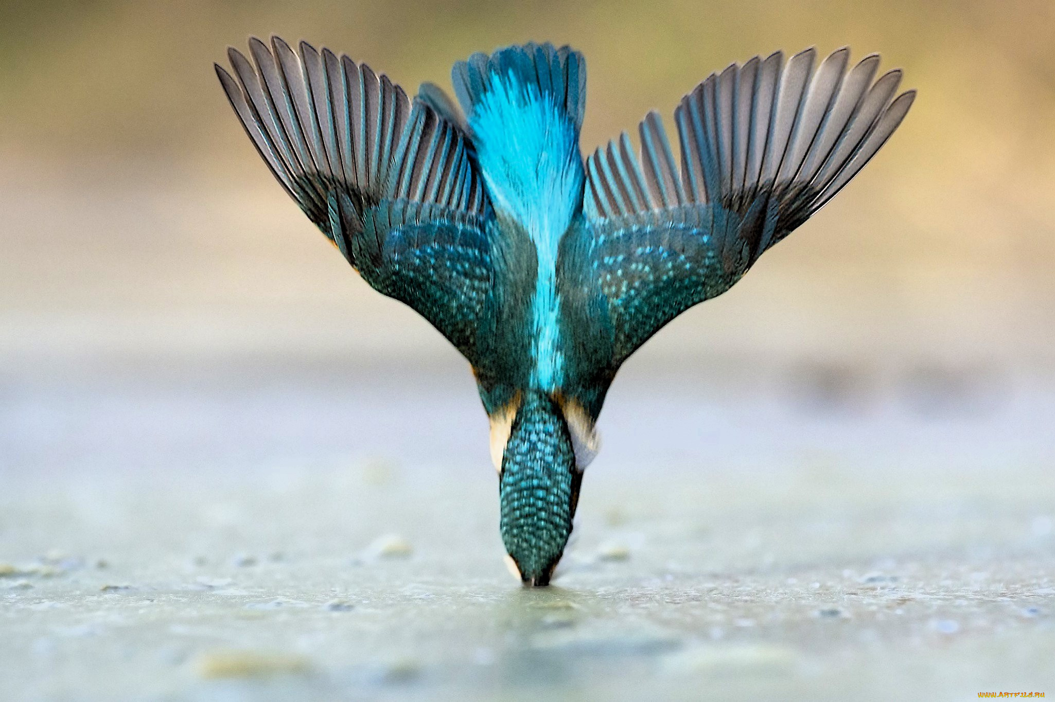 животные, зимородки, зимородок, вода, нырок