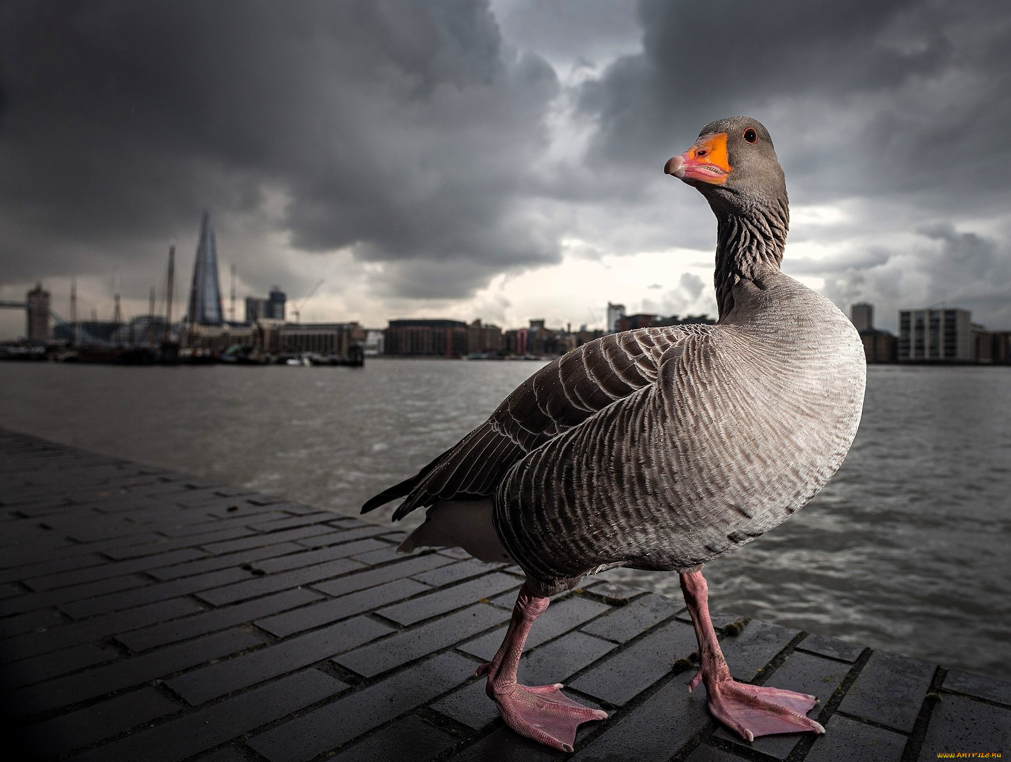 животные, гуси, гусь, набережная, река, город, тучи