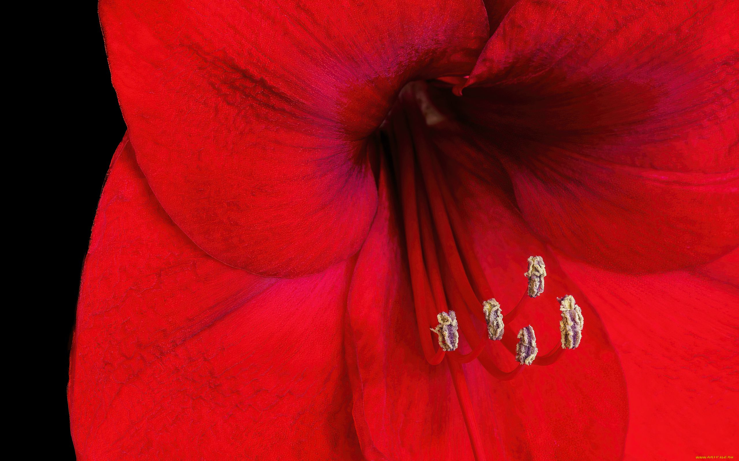 цветы, амариллисы, , гиппеаструмы, алый, макро