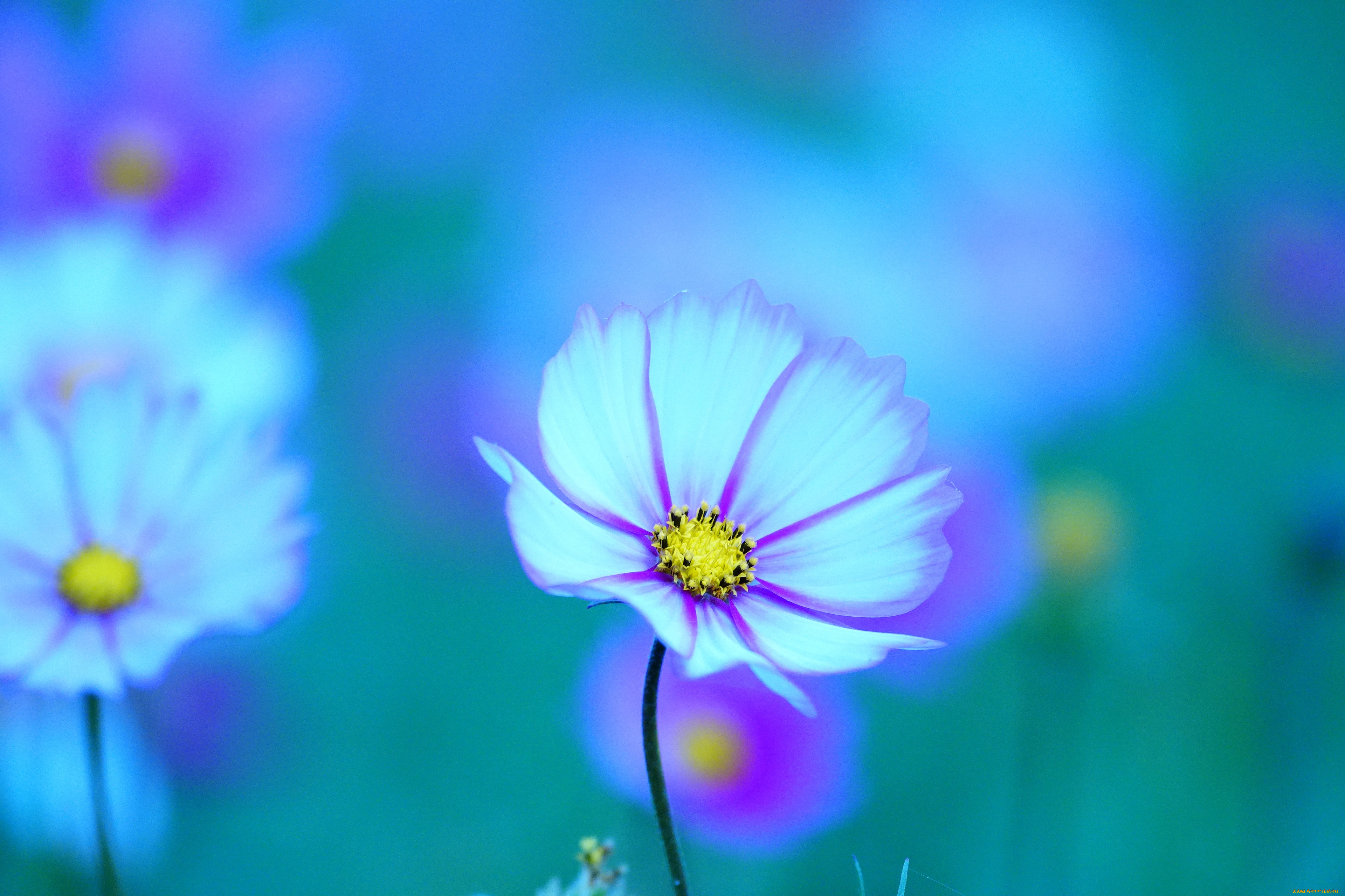 цветы, космея, цветок