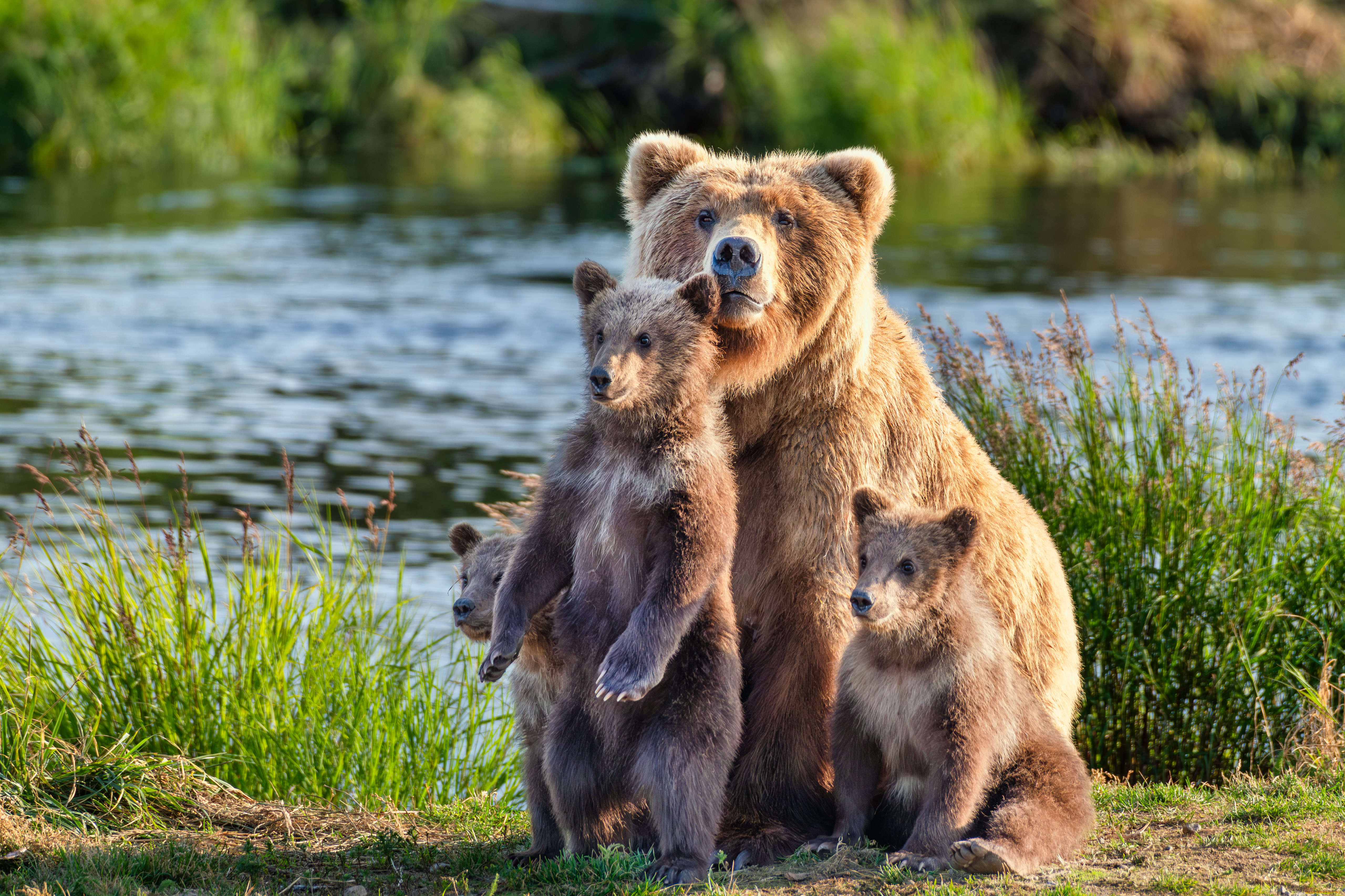 животные, медведи, медведица, медвежата