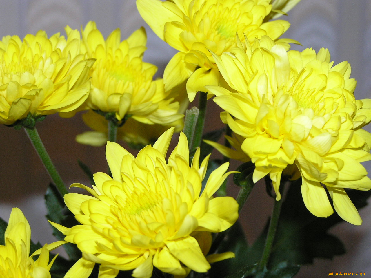 цветы, хризантемы