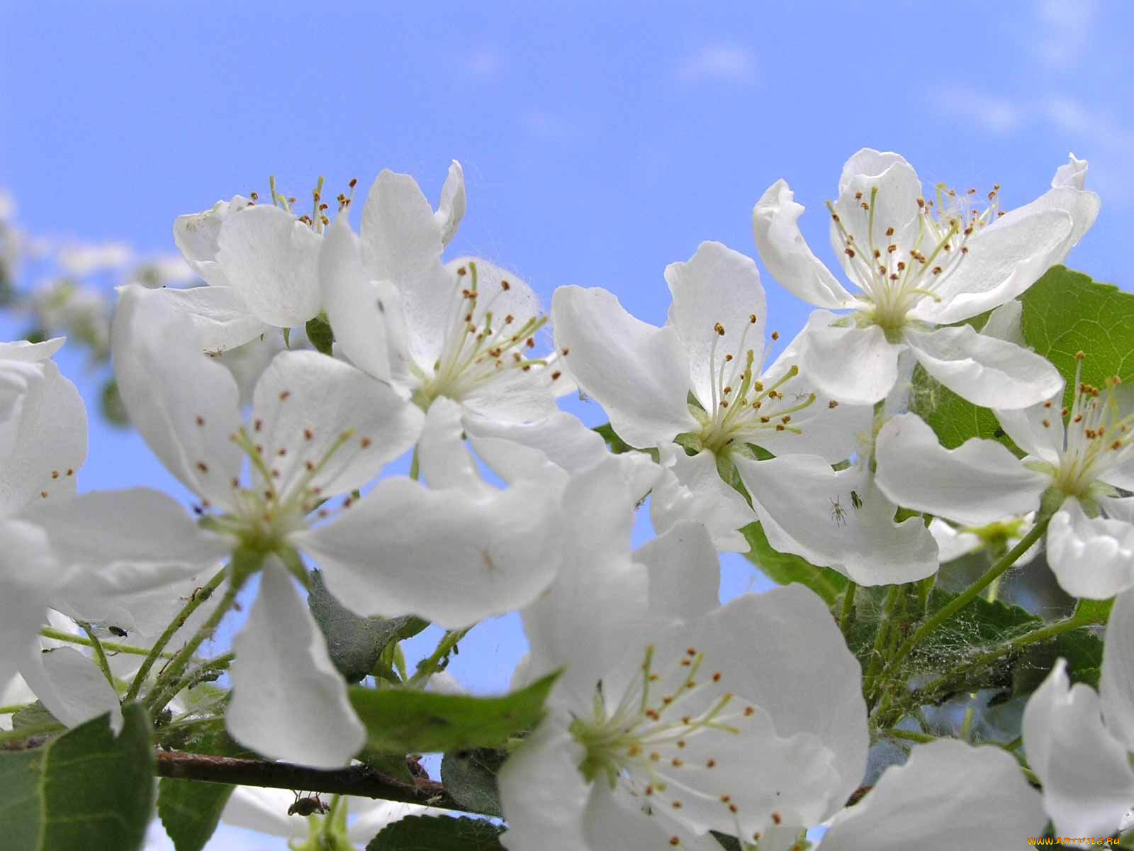 цветы, цветущие, деревья, кустарники