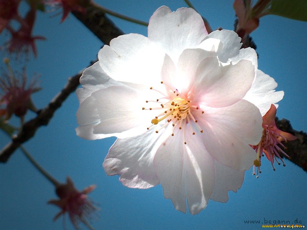 цветы, сакура, вишня