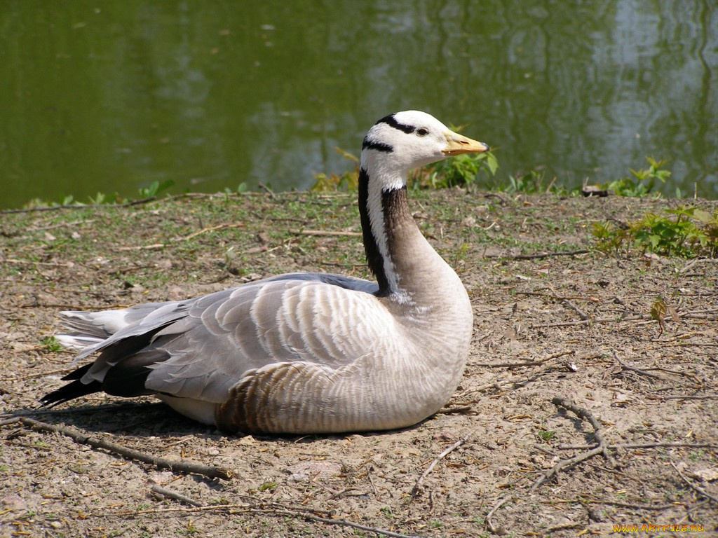 животные, гуси