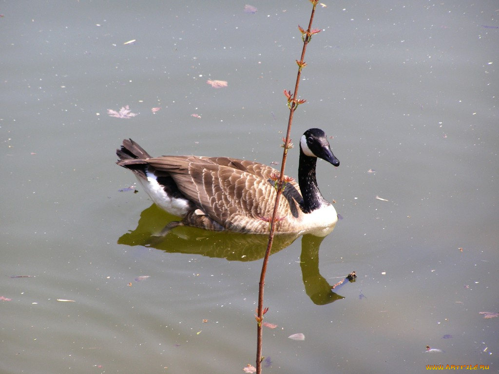 животные, гуси