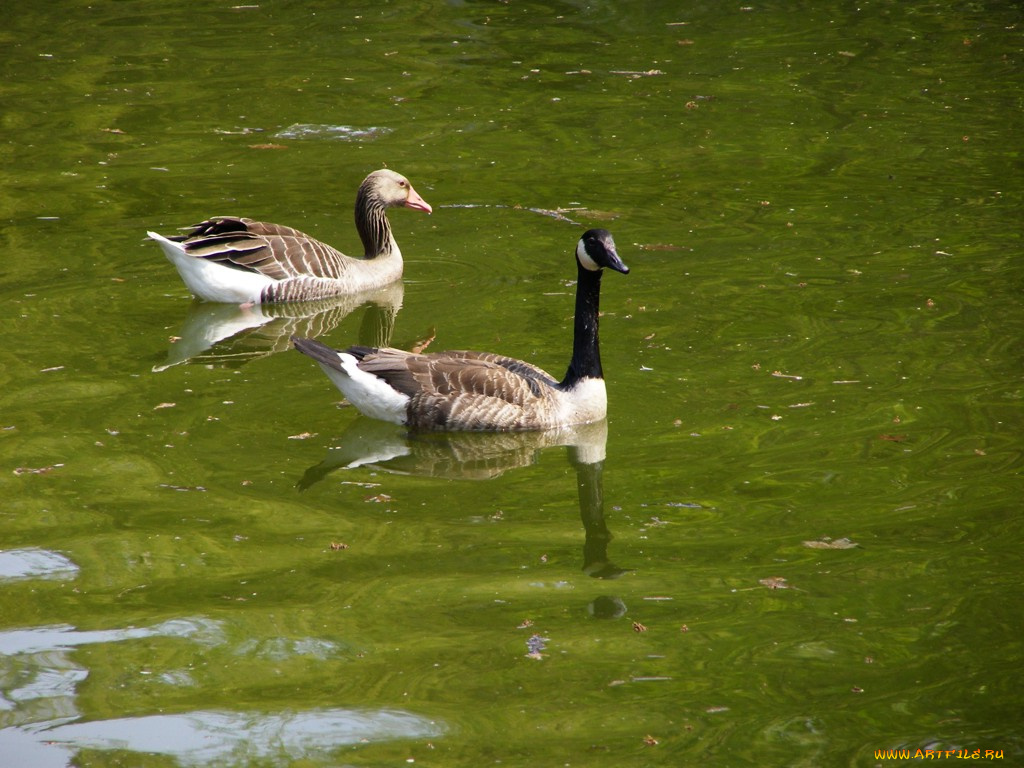 животные, гуси