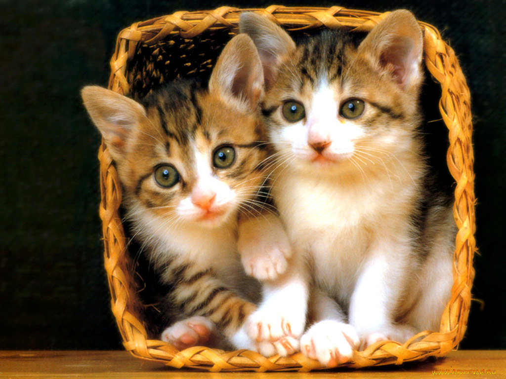 животные, коты