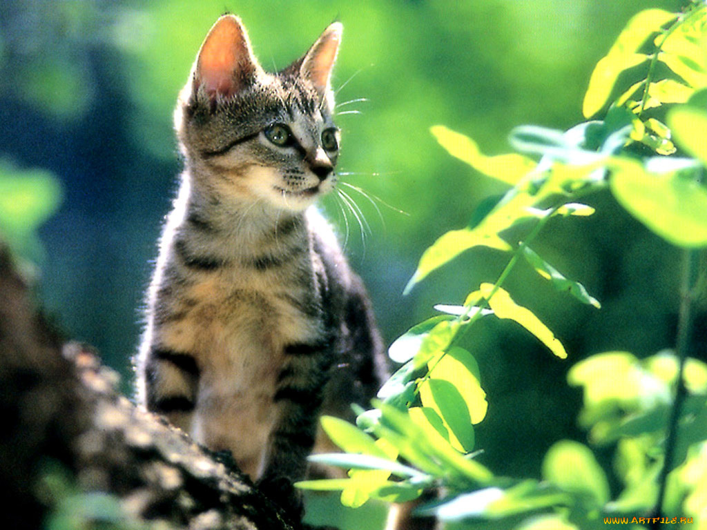 животные, коты