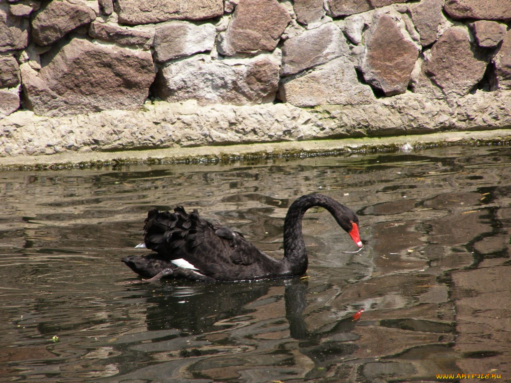 животные, лебеди