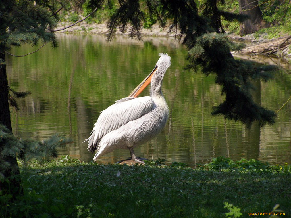 животные, пеликаны