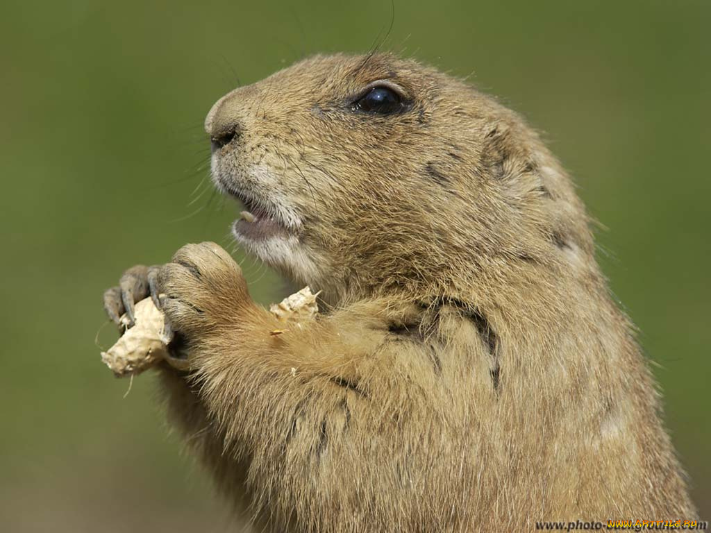животные, суслики, сурки