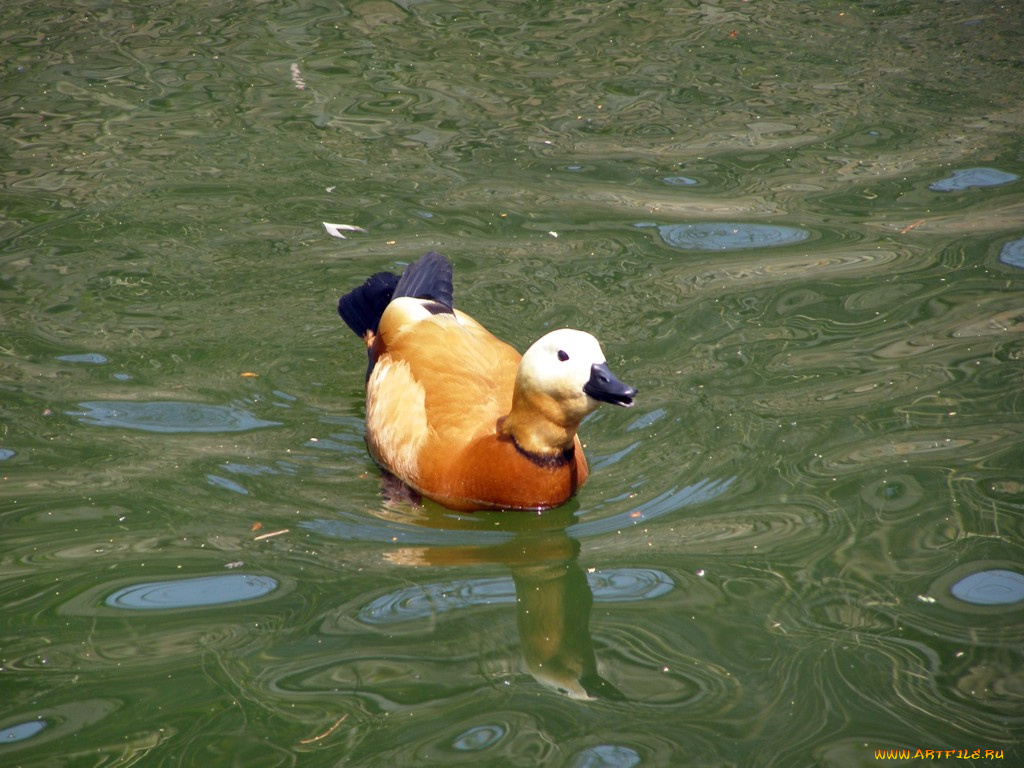 животные, утки