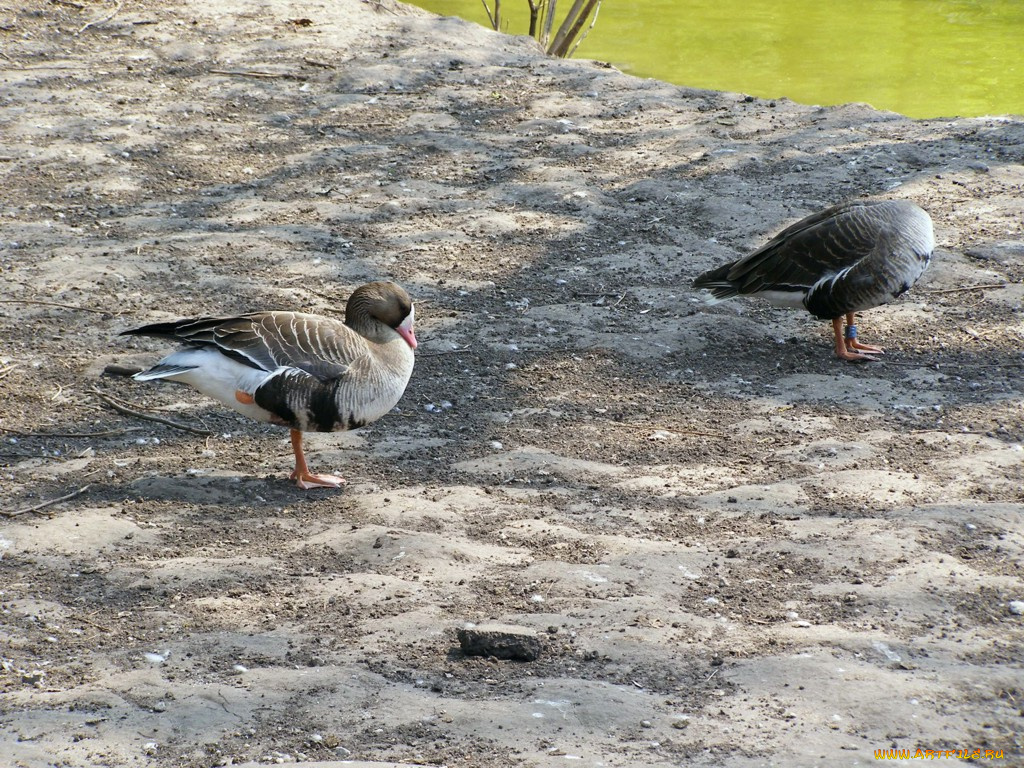 животные, утки