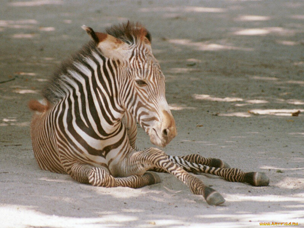 животные, зебры