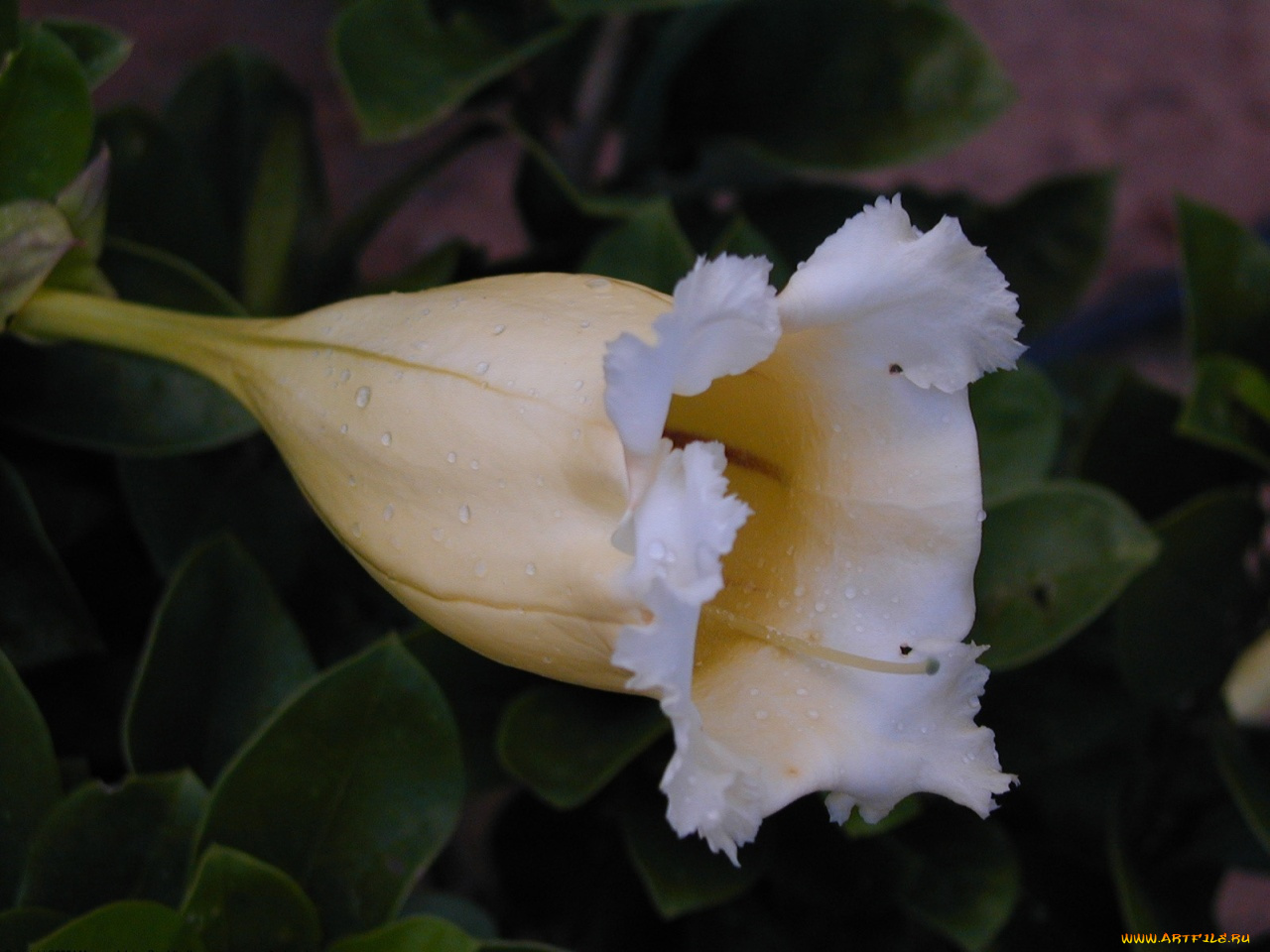 цветы, глоксиния, синнингия