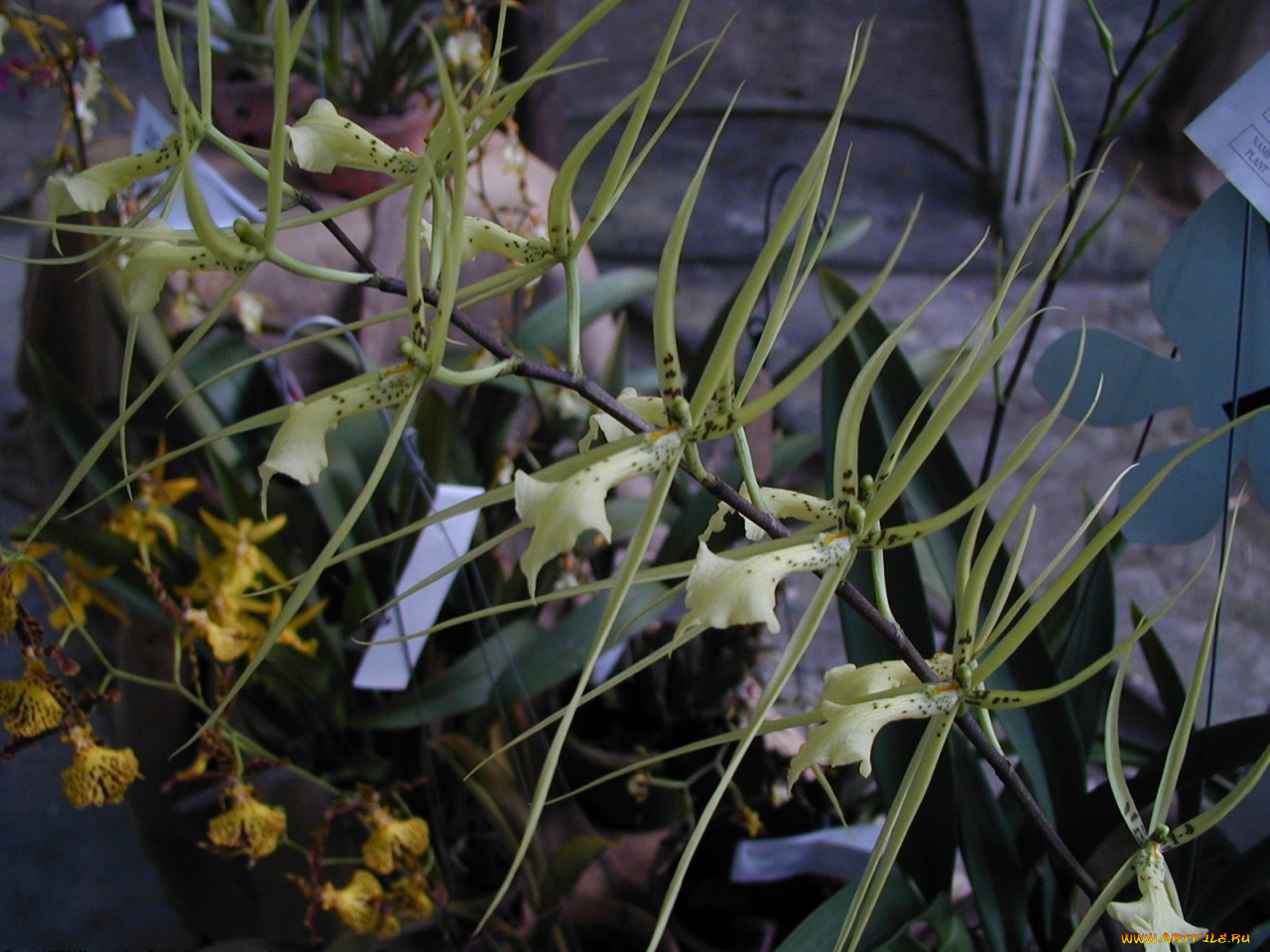 цветы, орхидеи