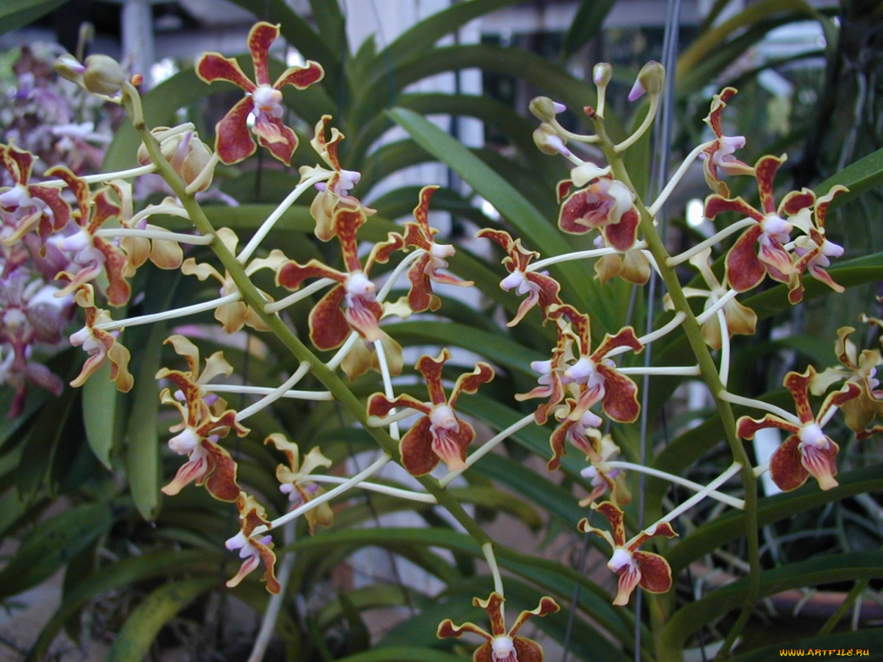 цветы, орхидеи