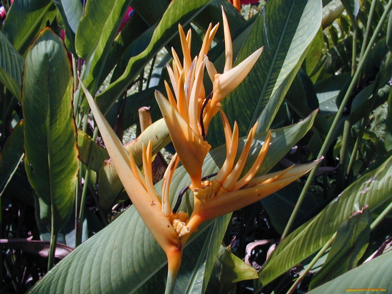 цветы, стрелиция, райская, птица