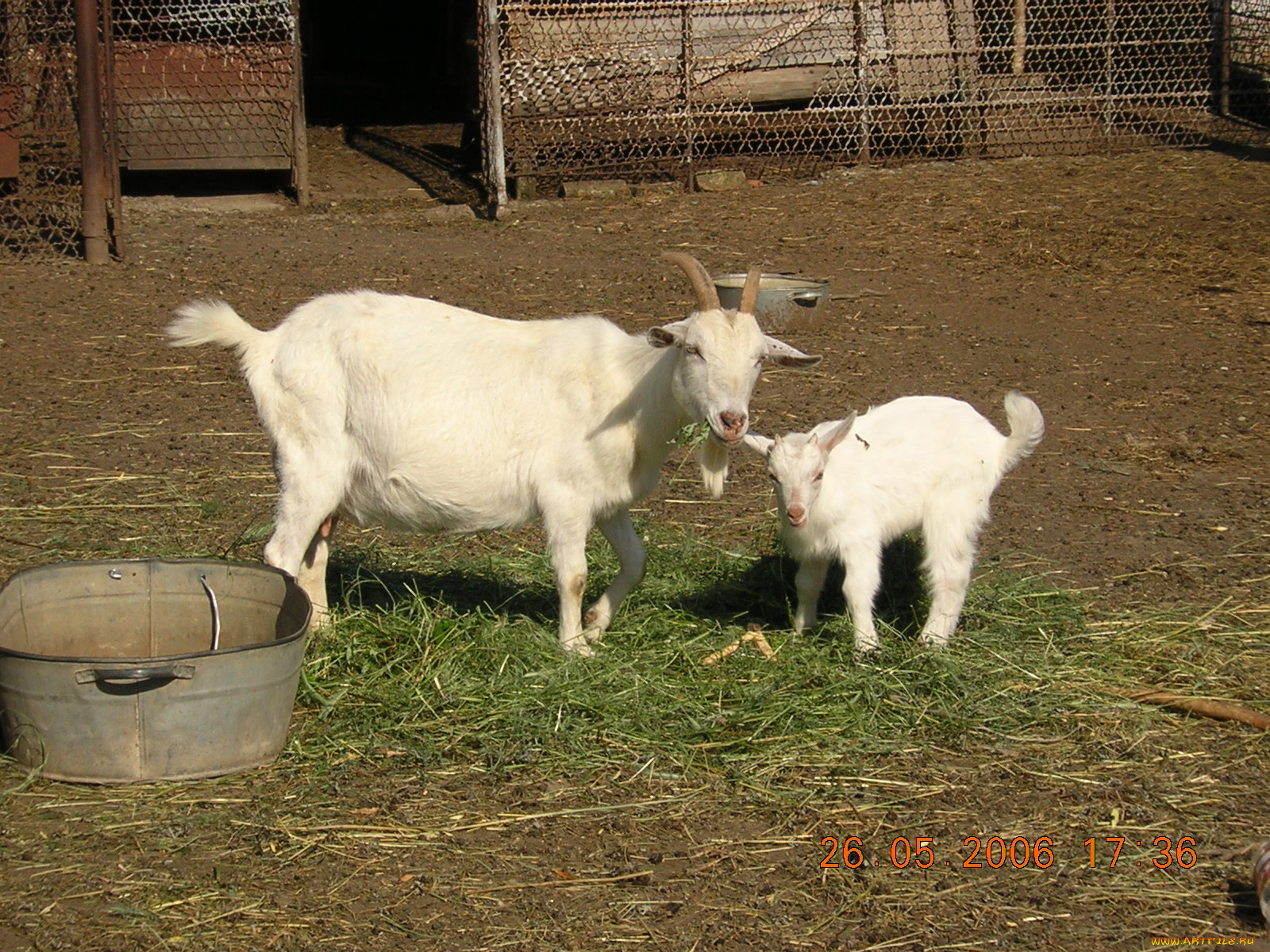 животные, козы