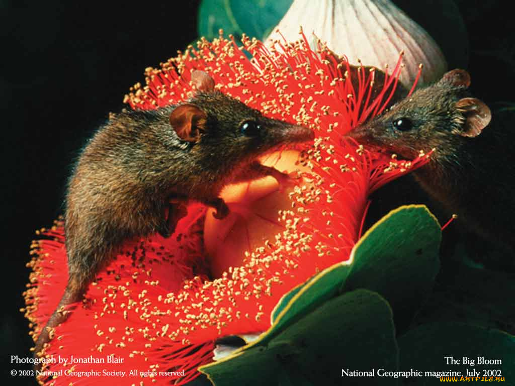 животные, другое