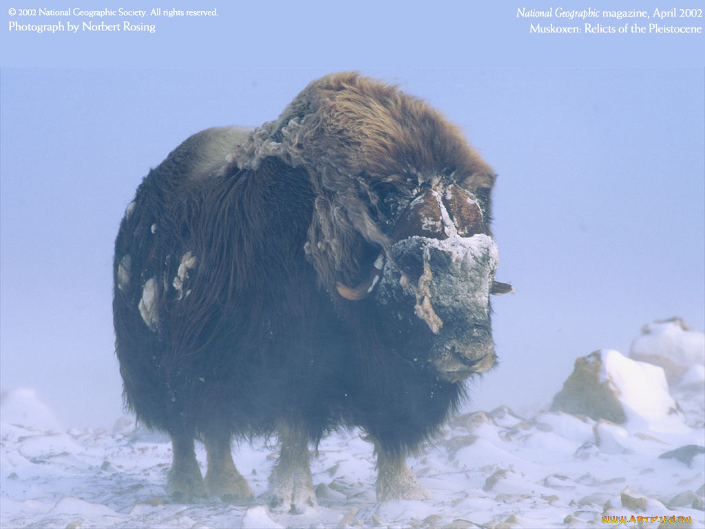 животные, коровы, буйволы