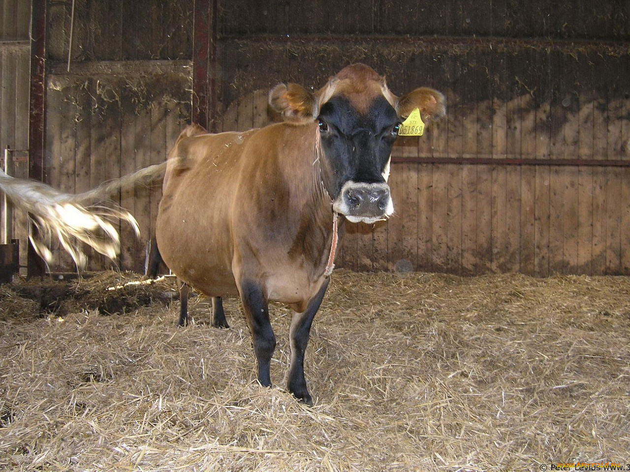 животные, коровы, буйволы